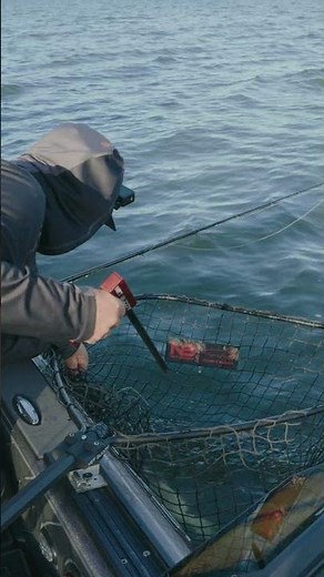 Net Buddy is coming to the 2026 Muskie Expo Chicago