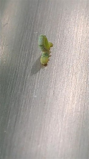 Front view of inchworm looping at east Singapore (新加坡东区寸蠖移动的正面图)