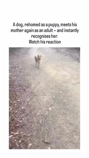 Mercy Paws Foundation on Instagram: "The video depicts an adult dog named Milo cautiously approaching then joyfully nuzzling his mother after years apart, with overlaid narration affirming instant recognition through scent and behaviour. Scientific evidence from a 1994 Queen’s University study supports this, showing dogs identify mothers and siblings via unique scents even after two years of separation, relying on their 300 million olfactory receptors. This viral clip ,illustrates enduring canin