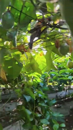 When Passion Fruit Season Hits Perfectly