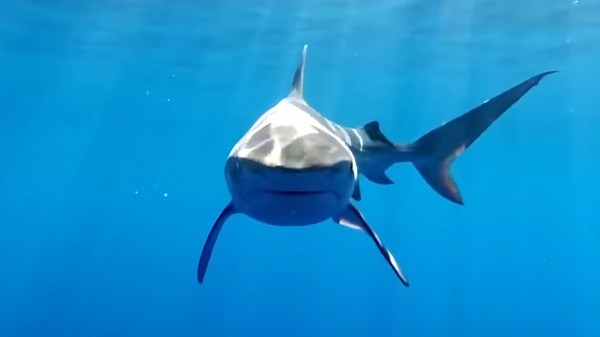 What happens when you punch a 15-foot tiger shark in the face