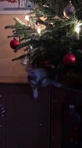 1.4K views · 121 reactions | Das war heute Morgen. Seitdem ist Moritz nicht mehr zum  gegangen bei Ramona Jahn | Katzenfan Seite | Facebook