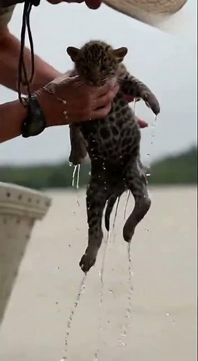 Wildlife Rescue Saving a Baby Jaguar!