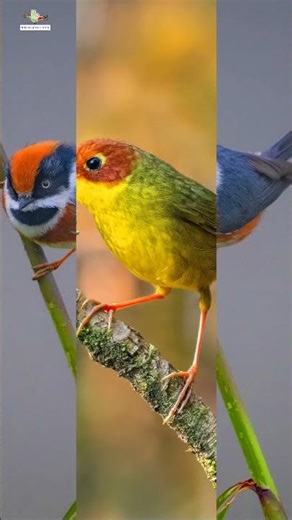 Chim Việt Nam, những sắc màu ... ( Phần 1) #birds #wildlife #nature