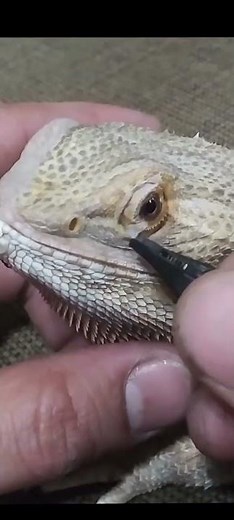 Eye Shed Assistance for a Bearded Dragon | ‪@ChuckNorrizBeardedDragons‬
