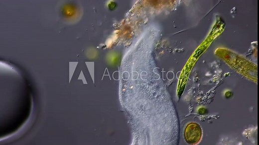 Paramecium ciliate under the microscope extreme close up in slow motion at 400x magnification