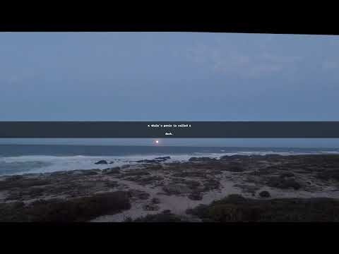 "Dork: The Whale Anatomy You Didn't Know About!"