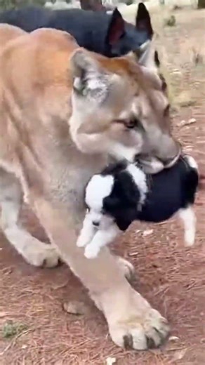 Brave Dogs Save Puppy 🐶 #animalrescue #wildliferescue #animals #babyanimals