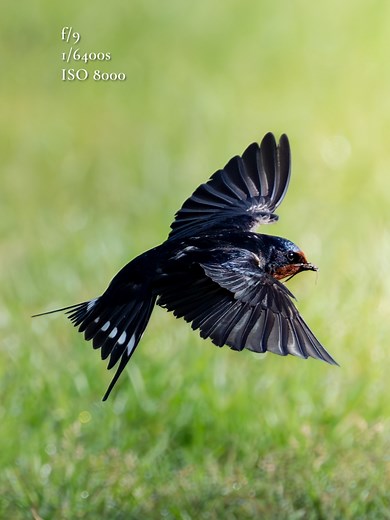 I finally got my dream shot of this bird 😍 did I do it? Barn swallows (boerenzwaluw) are so funny! #birdphotography #birdwatching #birding #wildlifephotography #wildlife