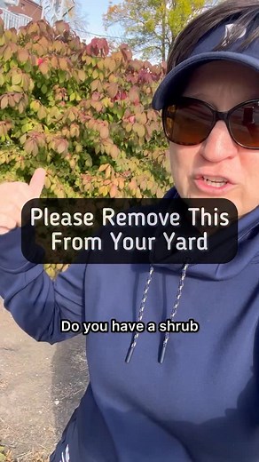 Amy Powers on Instagram: "I know how much people really love their burning bush for that bright red fall color. But sadly, that plant is highly invasive, especially in the Northeast and the Midwest. And don’t worry, I have some fantastic native options that have the same beautiful color in fall, but there’s also flowers, which you don’t get with a burning bush! Those native flowers are going to feed spring pollinators, and the seeds and berries are going to feed birds and other wildlife. So you’