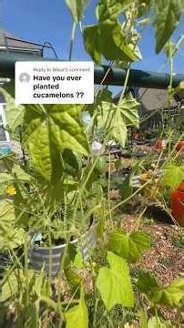 Cucamelons in the garden are a must have #qleach #gardening #cucamelon