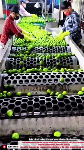 Rotary Fruit Sorting Machine Innovation for Size Grading #innovation2026# #innovative