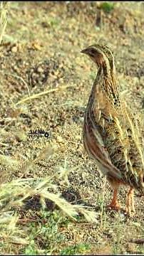 male & female quail call #birds #birdsounds