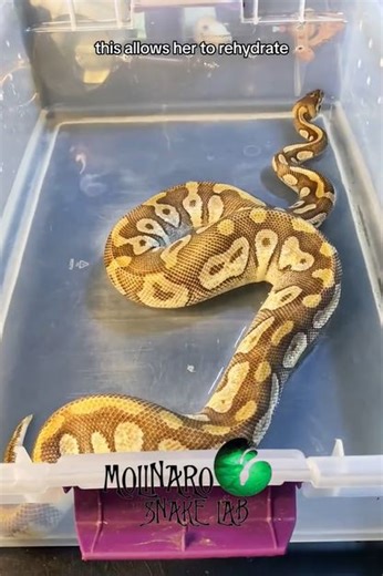 ‘They are the sweetest snakes you’ll ever come across.’ Snake Handler Shows The Delicate Process Of Hatching An Egg Clutch Of Adorable Pythons