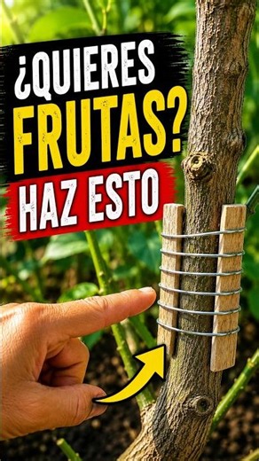 Do this and your tree will be bursting with fruit 🍋