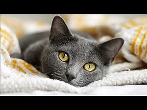 Playlist(cat purring) - Cozy Moments with Adorable Kittens 🐾💖