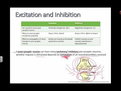 Excitation and Inhibition (IB Biology)
