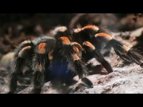 Tarantula sound effect|Hissing