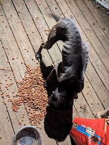 Earlier this week, an animal advocate was called in to save a group of dogs that had been staying in a home in Cullman. When they arrived, this is what they saw. This home was used in the past to rescue dogs. The advocates stated that there was no air conditioning, working fans, and that the dogs looked to be going days without food and water. They were also never able to go outside. The rescuer said that in all her years of rescuing, this one of the worst situations she had witnessed. But we ca