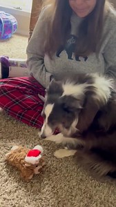 8.9K views · 971 reactions | Mill Dog's First Christmas! Get a tissue...