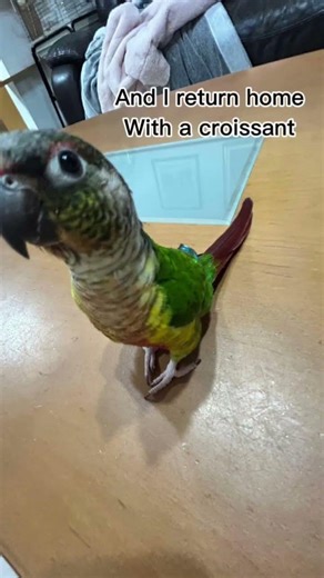 Today i wanted to eat a CROISSANT🥐✨️#parrot