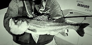 春先のシーバスによく使ってるフライを巻く。Spring is just around the corner. | 大海原とフライロッド