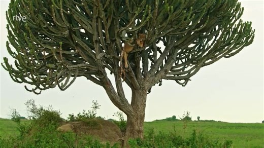 Documental | Cosmos-Geologia-DOCUMENTAL