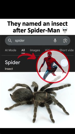 Spider-Man Meme