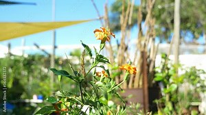 Beautiful Crossandra Flowers At The Nursery - The Firecracker Flower On A Sunny Day - Plant Nursery In Australia. - wide shot