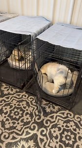 186K views · 456 reactions | Crate training can be a lifesaver for...
