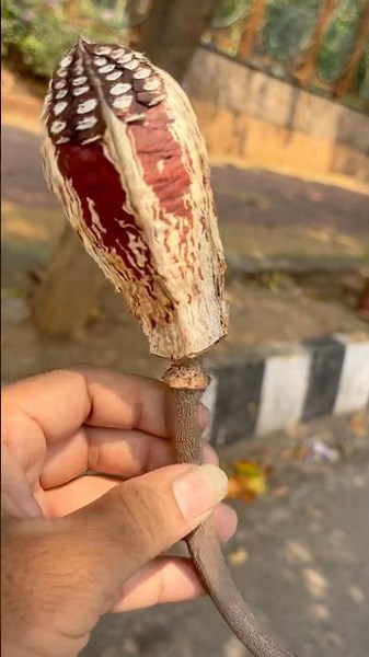 What is this ? Mahogany Tree seeds #brotherstelugutravelers #mahotree gany#mahogany treeseeds gany