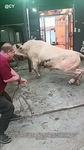 The Ancient Rope Trick to Gently Take Down a Cow! 🐮🌾