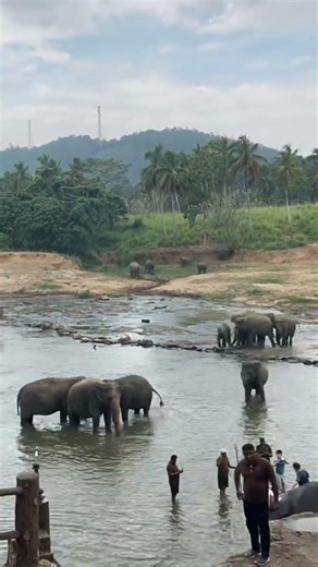 pinnawala elephant orphanage# Sri Lanka Tour # full video next