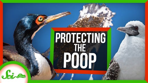 The first conservation efforts protected poop?