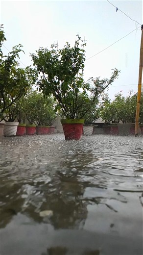 rain , monsoon season, terrace gardening, rose plants in rainy season #garden #rose #rain #plants