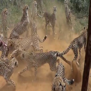 299K views · 2.2K reactions | OMG... feed the giant leopards. #Animal | Royale Brother's | Facebook