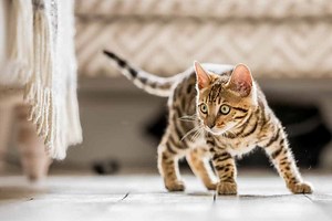 How to Train a Bengal Cat (To Fetch, Not to Bite)