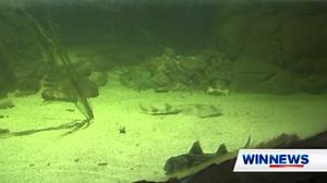 The National Zoo & Aquarium Canberra's latest addition Dora the pale Octopus is shining a light on mysteries of the deep. #WINNews | Channel 82 during the AO Weeknights from 5:30pm | WIN News Canberra