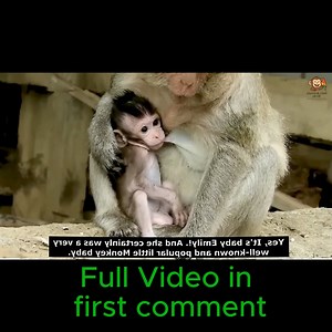 4.8K views · 56 reactions |  Heartwarming Moment! Baby Monkey Emily Finds Comfort in Her Loving Mom Ally’s Arms | Cute Babies Monkey | Facebook
