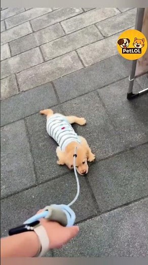 Dogs React to the Funniest Animal Moments 😂🐶