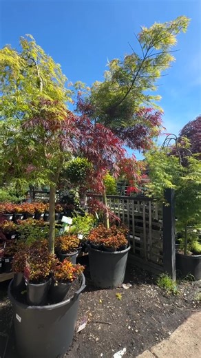 🍁𝘈 𝘮𝘢𝘱𝘭𝘦 𝘭𝘪𝘬𝘦 𝘯𝘰 𝘰𝘵𝘩𝘦𝘳 — meet the rare 𝐈𝐧𝐚𝐛𝐚 𝐒𝐡𝐢𝐝𝐚𝐫𝐞 × 𝐕𝐢𝐫𝐢𝐝𝐢𝐬 𝐡𝐲𝐛𝐫𝐢𝐝! 😍 Half red, half green, this stunning weeping maple blends the rich crimson of Inaba Shidare with the soft green of Viridis — two beauties united in one breathtaking tree. 🌿✨ . 💚 Don’t miss this extraordinary collector’s gem — 𝙙𝙞𝙨𝙘𝙤𝙫𝙚𝙧 𝙞𝙩 𝙣𝙤𝙬 𝙖𝙩 𝙃𝙚𝙡𝙡𝙤 𝙃𝙚𝙡𝙡𝙤 𝙋𝙡𝙖𝙣𝙩𝙨: https://www.thetutuguru.com.au/shop/acer-inaba-shidare-x-viridis-double-grafted-japane