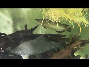 Asian inner pond - November 2025