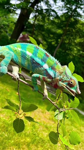 #animals small to biggest transfar for any animals