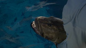 84K views · 1.3K reactions | Another magical experience with Big Cat Reality Fishing Charters. 9 Days exploring and fishing Wreck Reef, 450Ks of the coast of Australia. This is the Zeikel Life, hope you enjoy. | Zeikel | Facebook