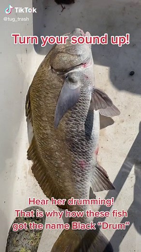 Black Drum Fishing: Drumming Sounds and Catch-and-Release Technique