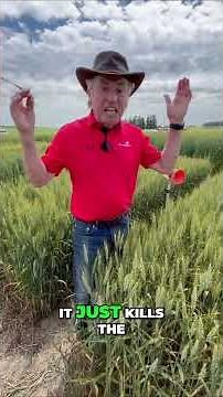 Yellow Death: Devastating Stripe Rust in Ontario Wheat
