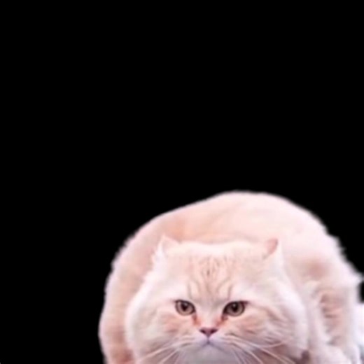 Funny Spinning Cat Memes You Need to See