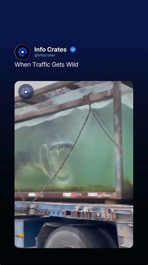 Curiosity • Knowledge • Business on Instagram: "The footage captures a surreal highway encounter involving the heavy transport of a massive crocodile housed within a transparent, water-filled containment unit aboard a flatbed truck. The video escalates from a passive observation of an unusual logistical operation to a jump-scare event when the apex predator aggressively lunges and snaps its jaws against the reinforced glass wall as the filming vehicle passes. This content leverages the "nature o