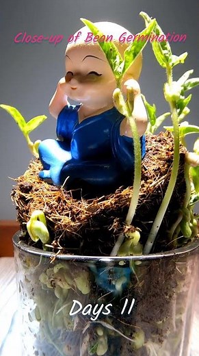 The Germination Process of a Bean in 7 Days | Bean time-lapse #timelapsetrees #beans