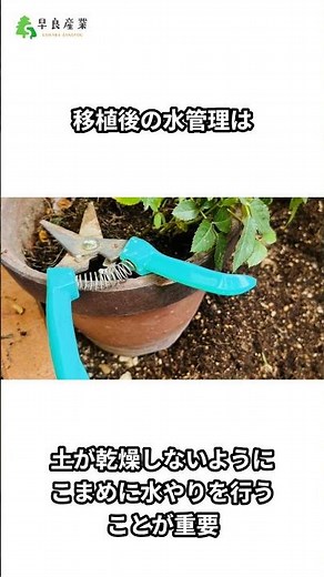 みかんの木を移植する手順と成功のポイント